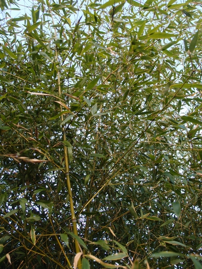 Phyllostachys glauca Yunzhu